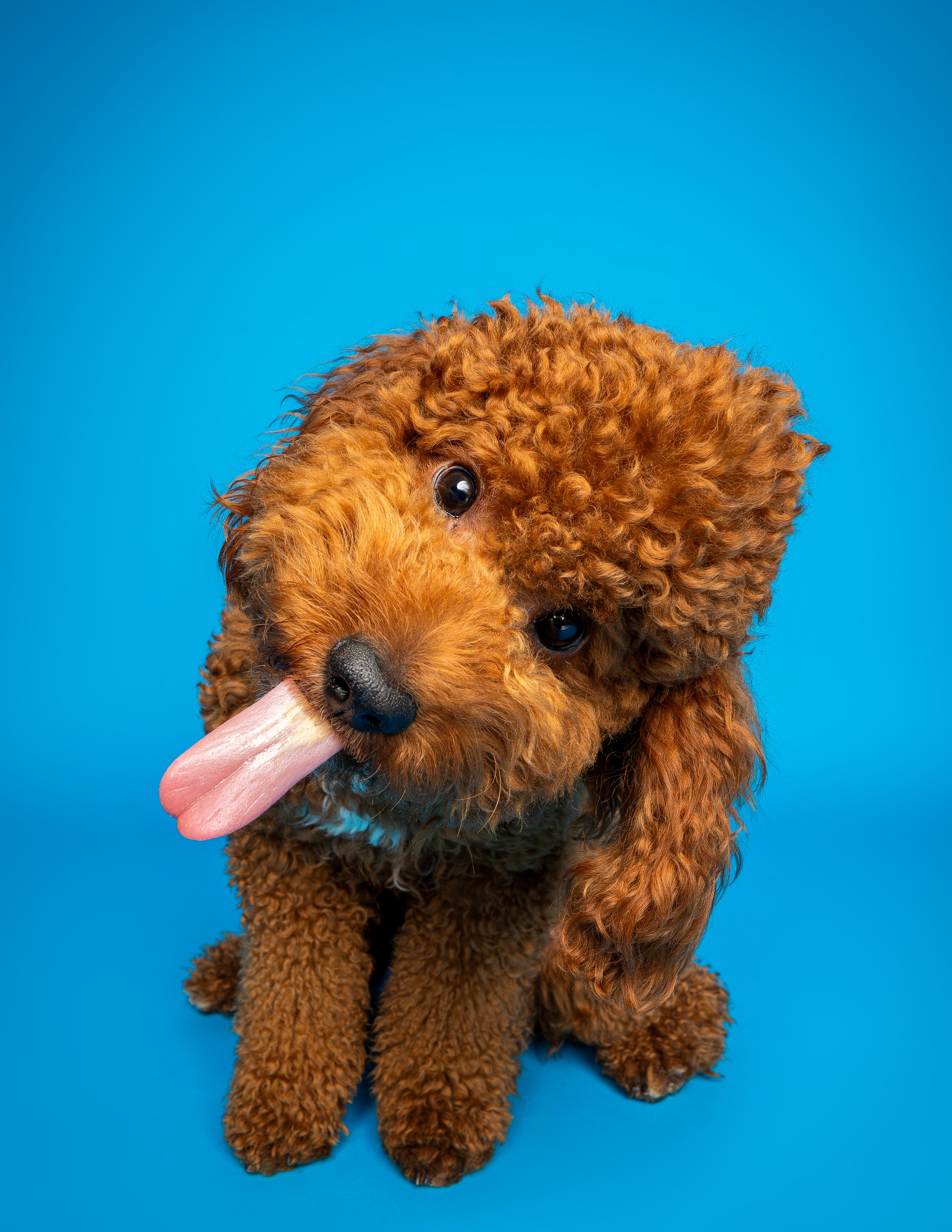 Woof Star Home Premiere