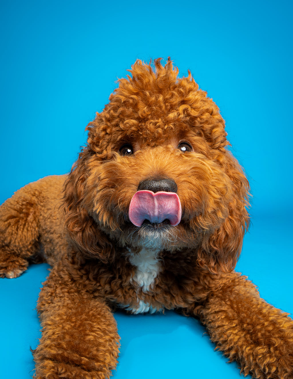 Woof Star Home Premiere