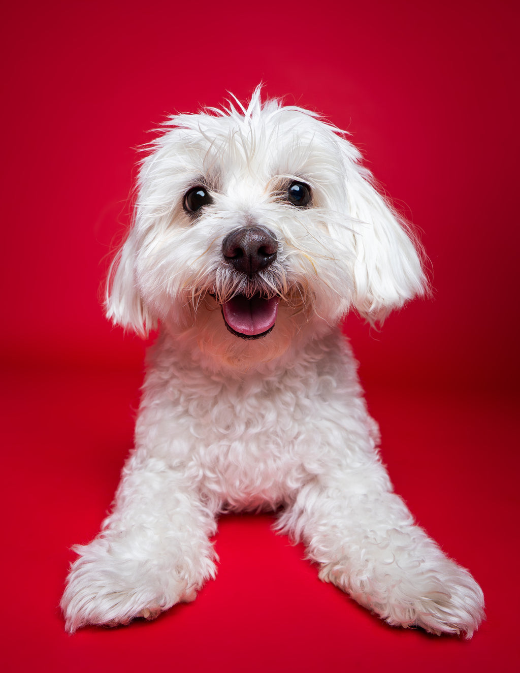 Woof Star Premiere