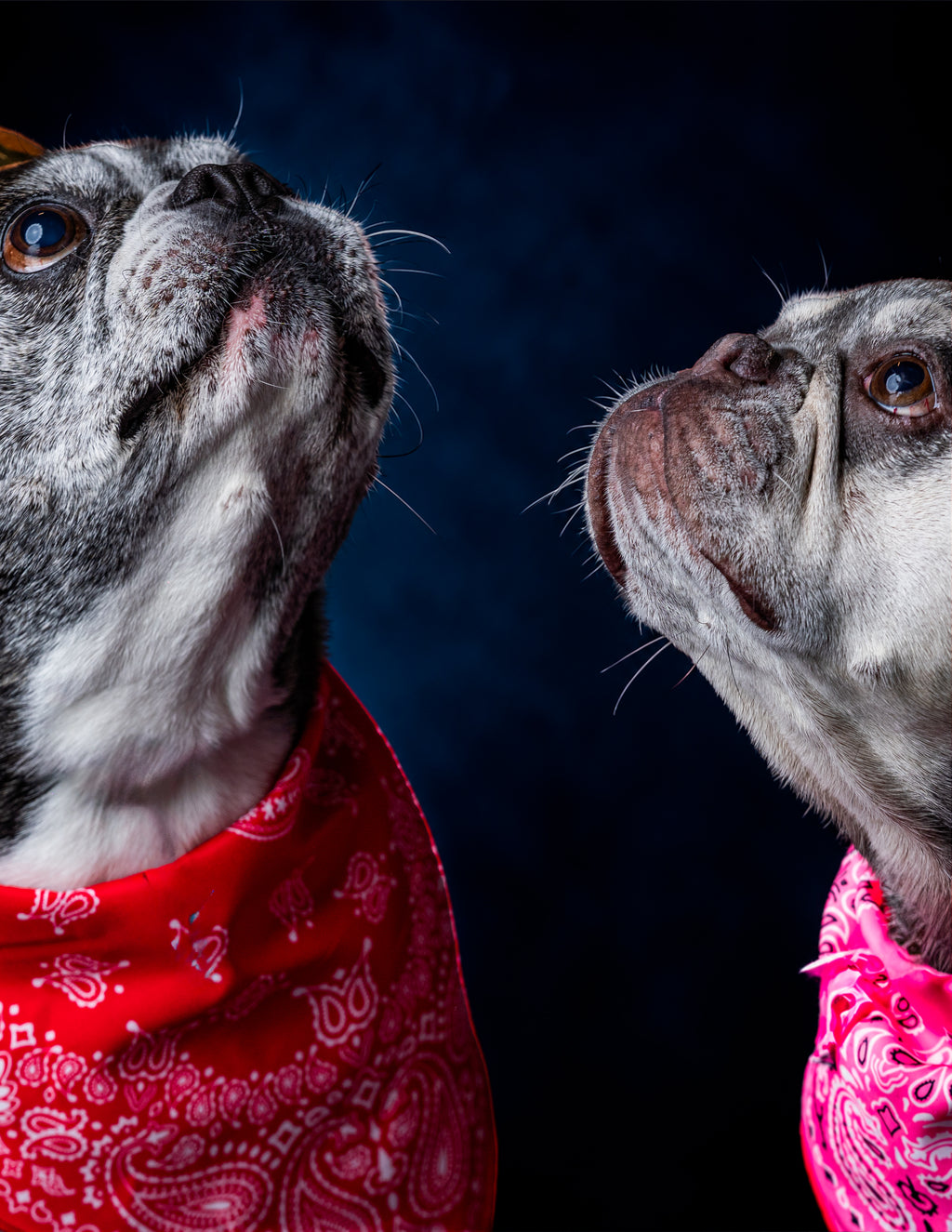 HOWL-O-WEEN