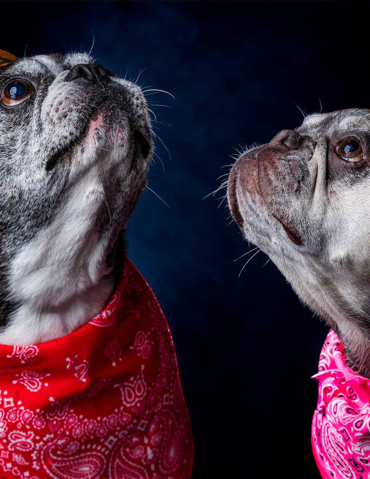 HOWL-O-WEEN