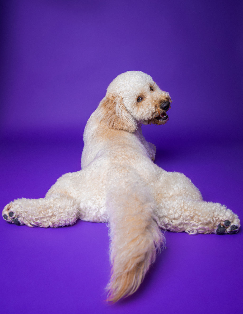 Woof Star Premiere