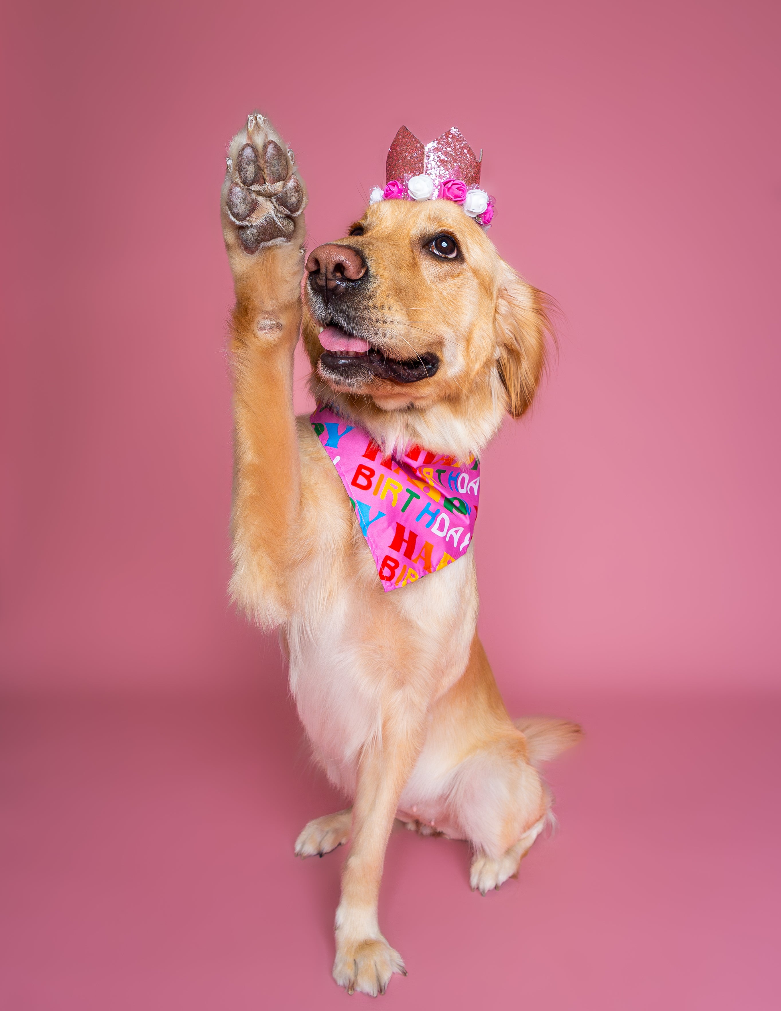 Woof Star Paw-ty