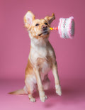 Woof Star Paw-ty
