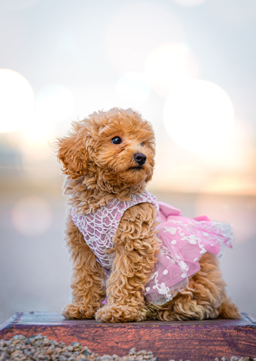 Small dog wearing a pink outfit with a blurred background