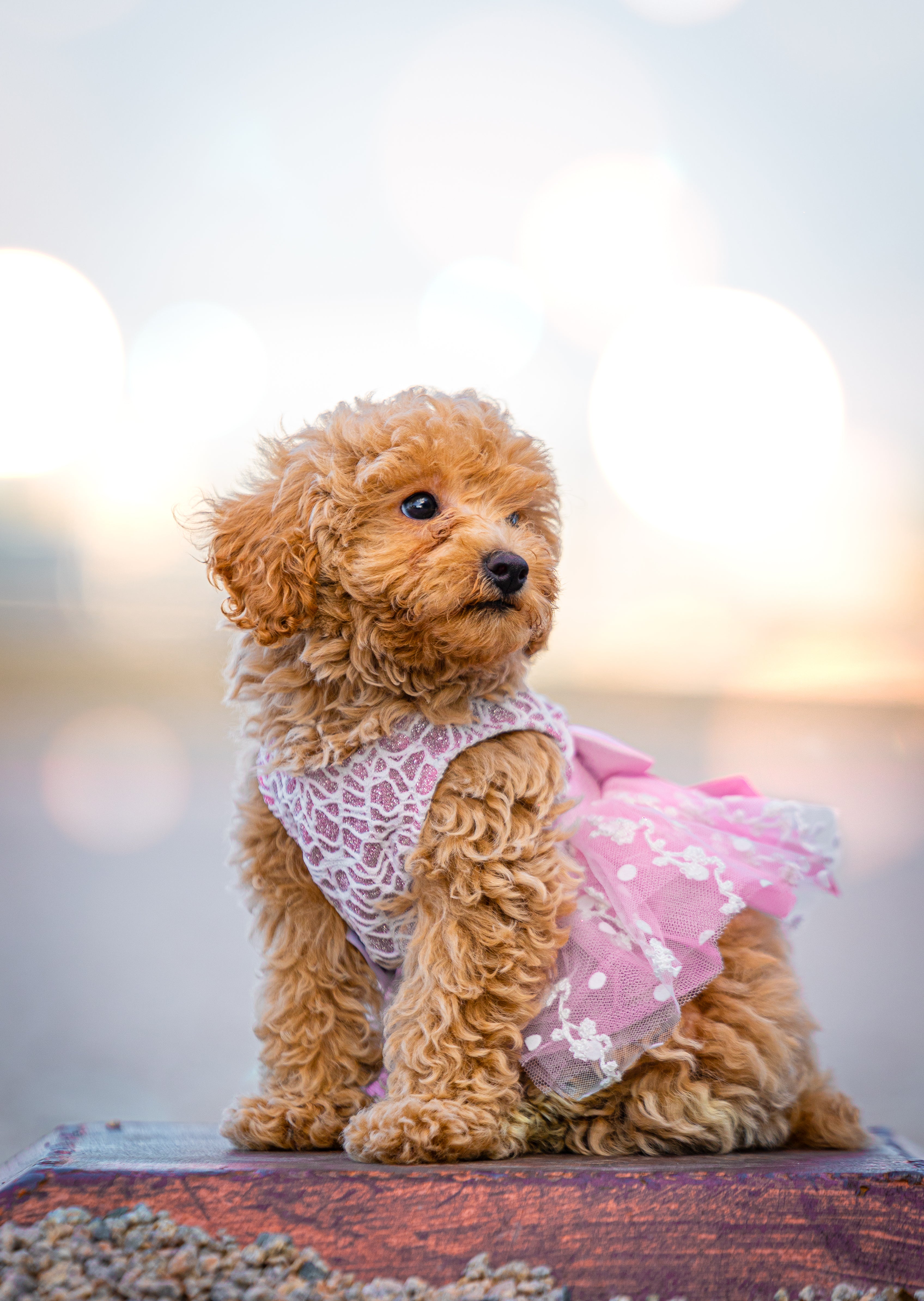 Small dog wearing a pink outfit with a blurred background